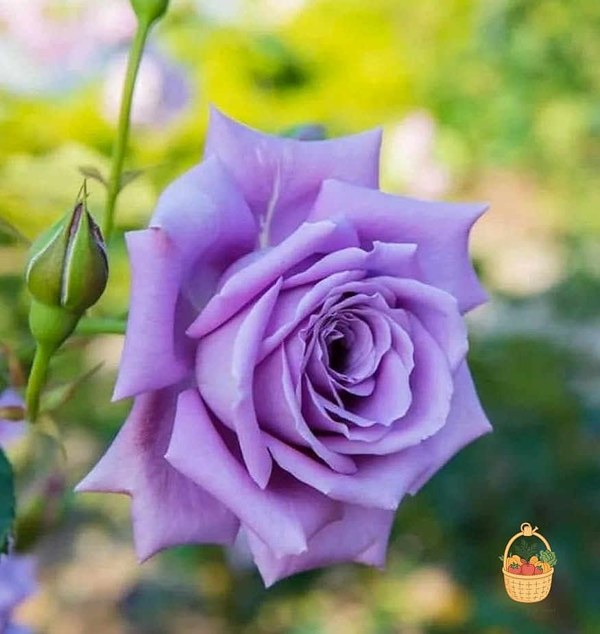 20 Fragrant Roses That Will Transform Your Garden 11 Blue Moon