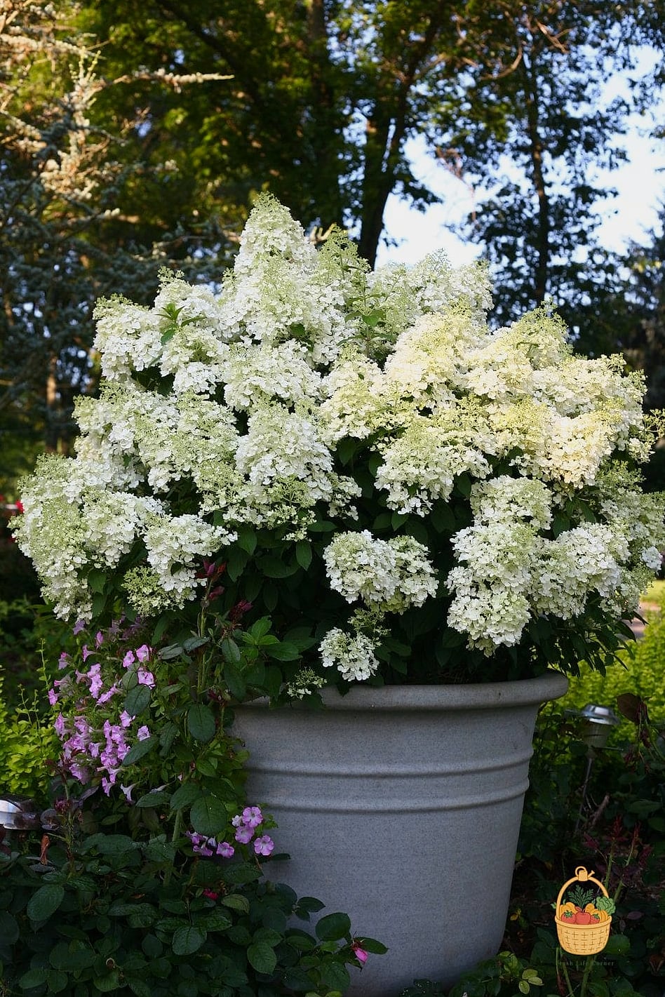 20 Stunning Container Hydrangeas Every Gardener Needs to Know About 4 Bobo