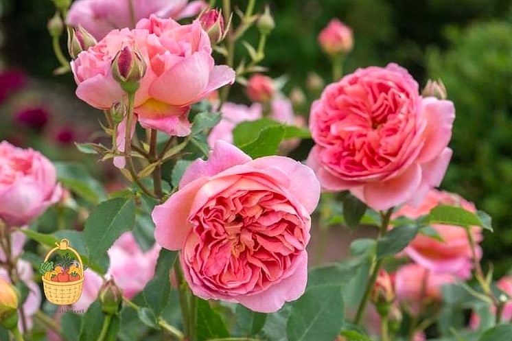 20 Fragrant Roses That Will Transform Your Garden 17 Boscobel