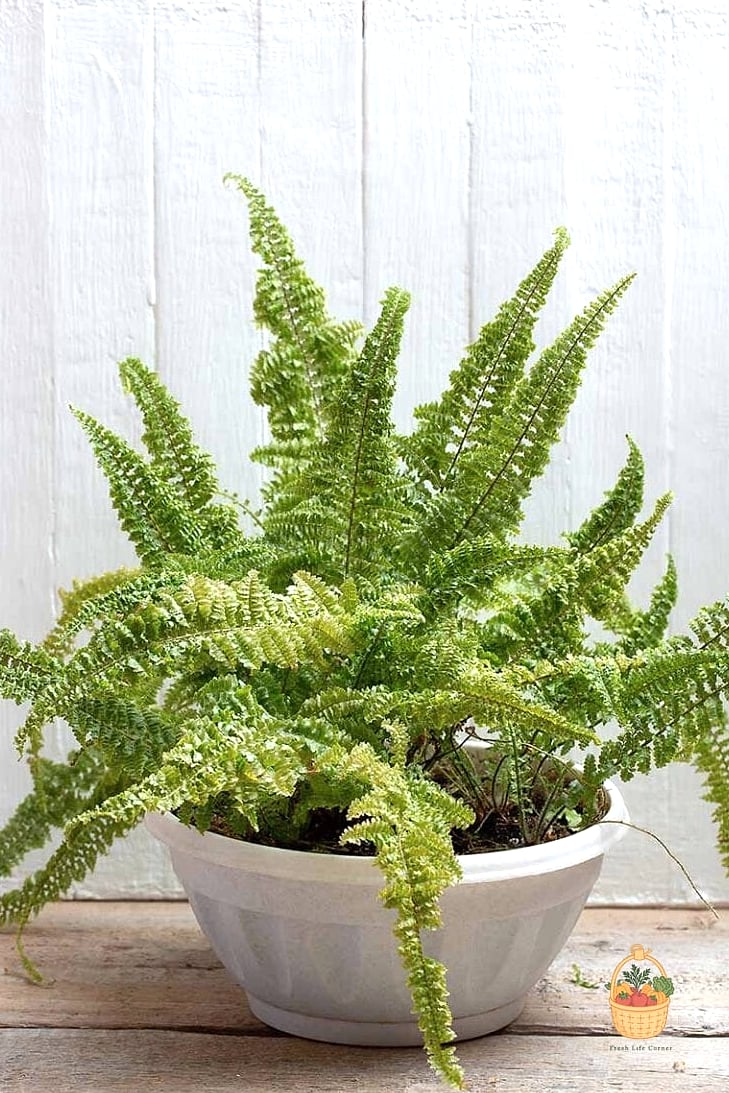 24 Eggshells Houseplants Every Gardener Needs to Know About 11 Boston Fern