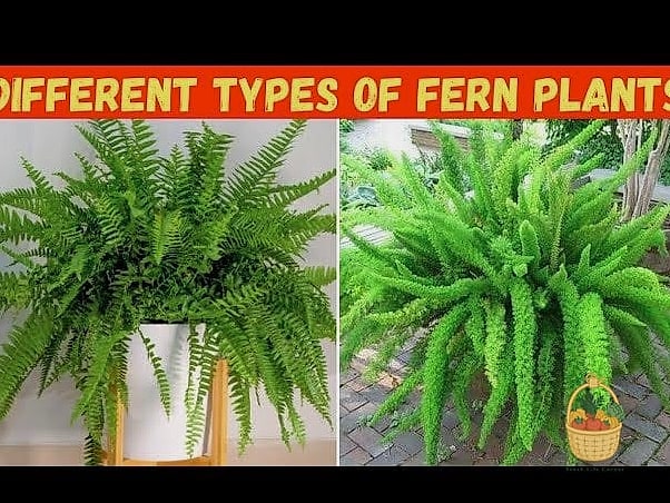 24 Types Of Ferns That Will Transform Your Garden 2 Boston Fern