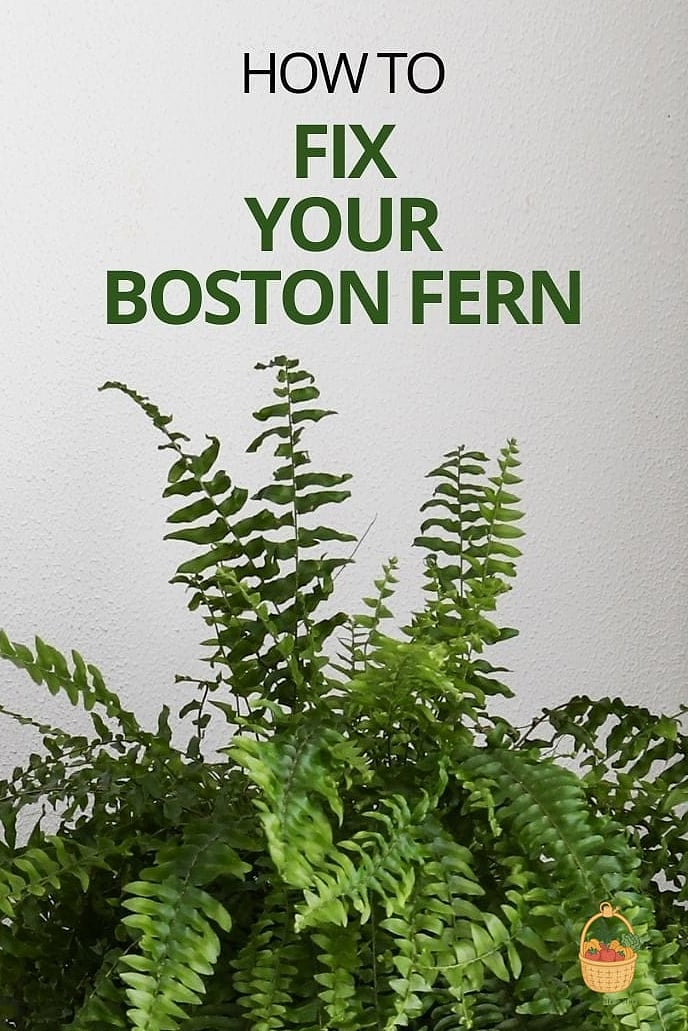 21 Not Kill Your Indoor Ferns Worth Pinning Right Now 2 Boston Fern