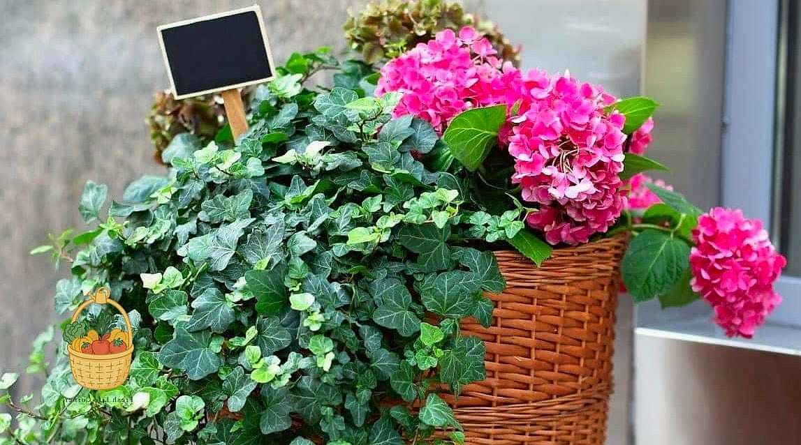 29 Plants Pair Hydrangeas That Actually Work 15 Boston Ivy or Climbing Hydrangea as a Backdrop
