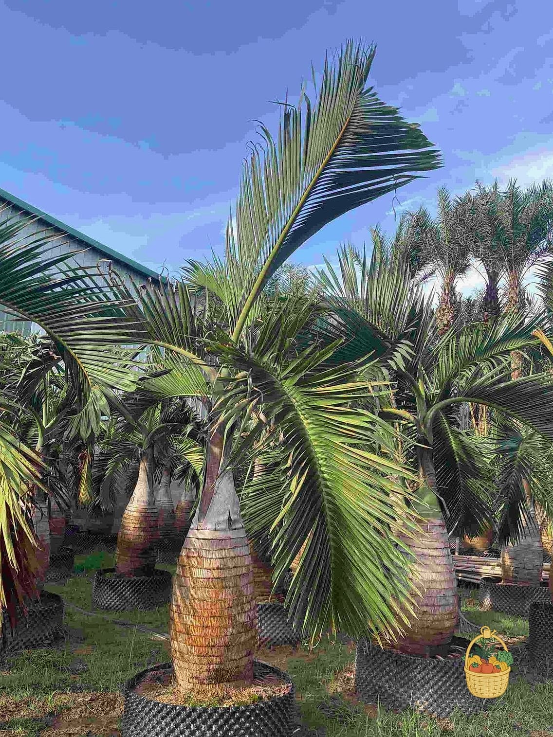30 Low Maintenance Palm Trees That Are Going Viral on Pinterest 22 Bottle Palm