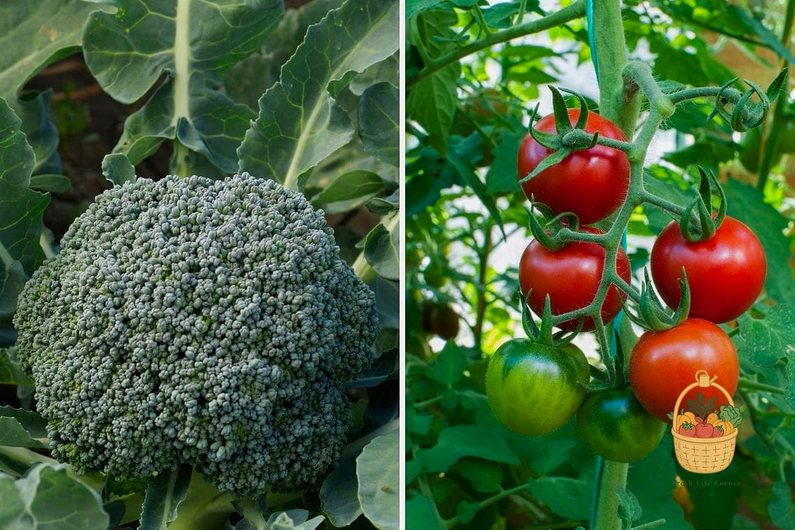 Broccoli and Tomatoes