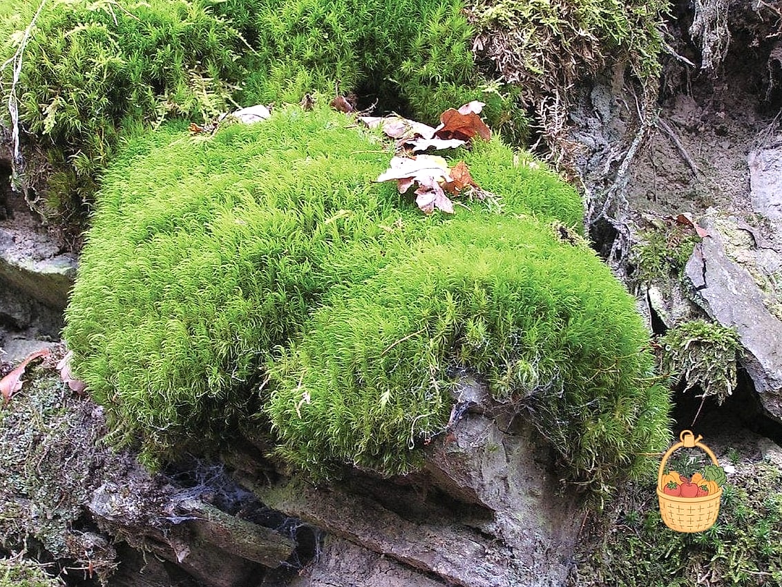 Broom Moss