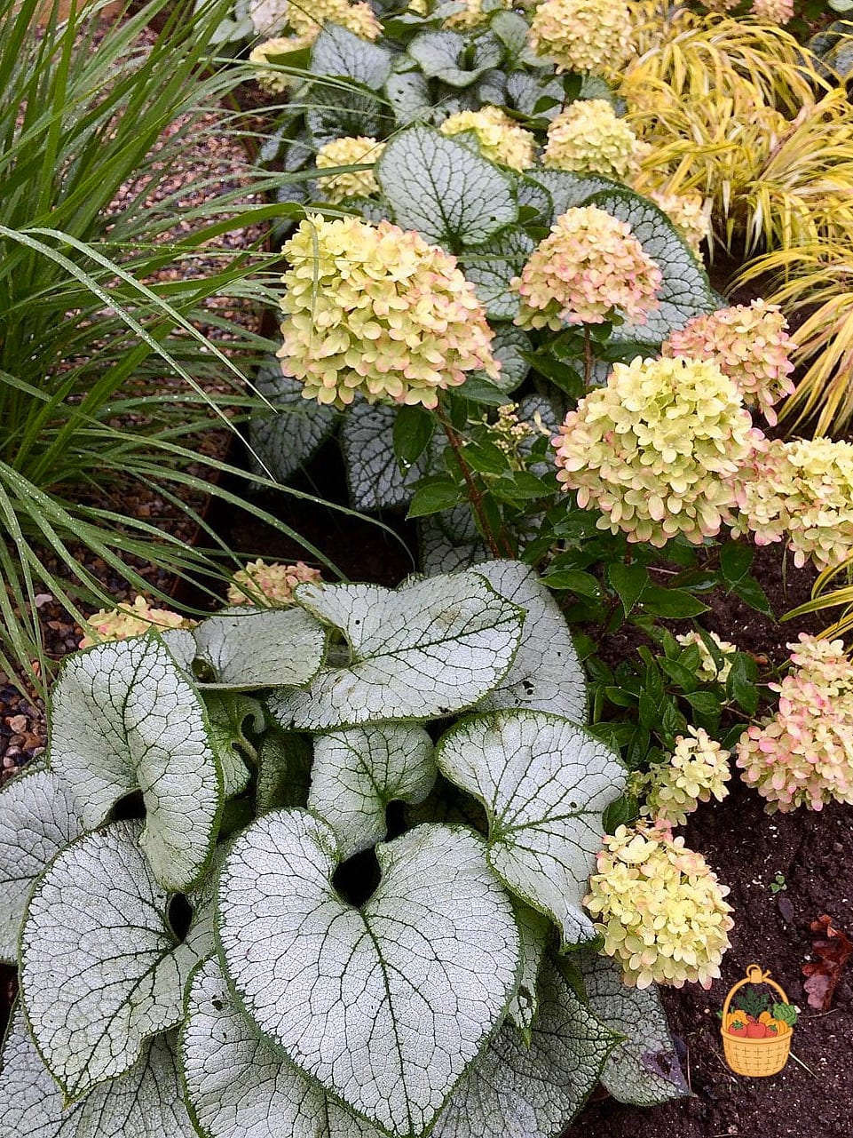 29 Plants Pair Hydrangeas That Actually Work 30 Brunnera