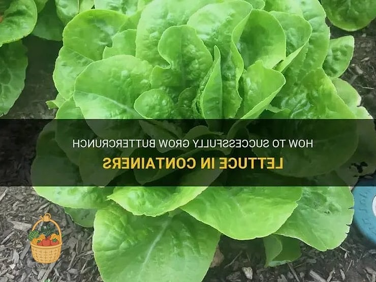 Buttercrunch Lettuce
