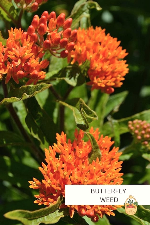 20 Full Sun Perennials That Will Transform Your Garden 14 Butterfly Weed (Asclepias tuberosa)