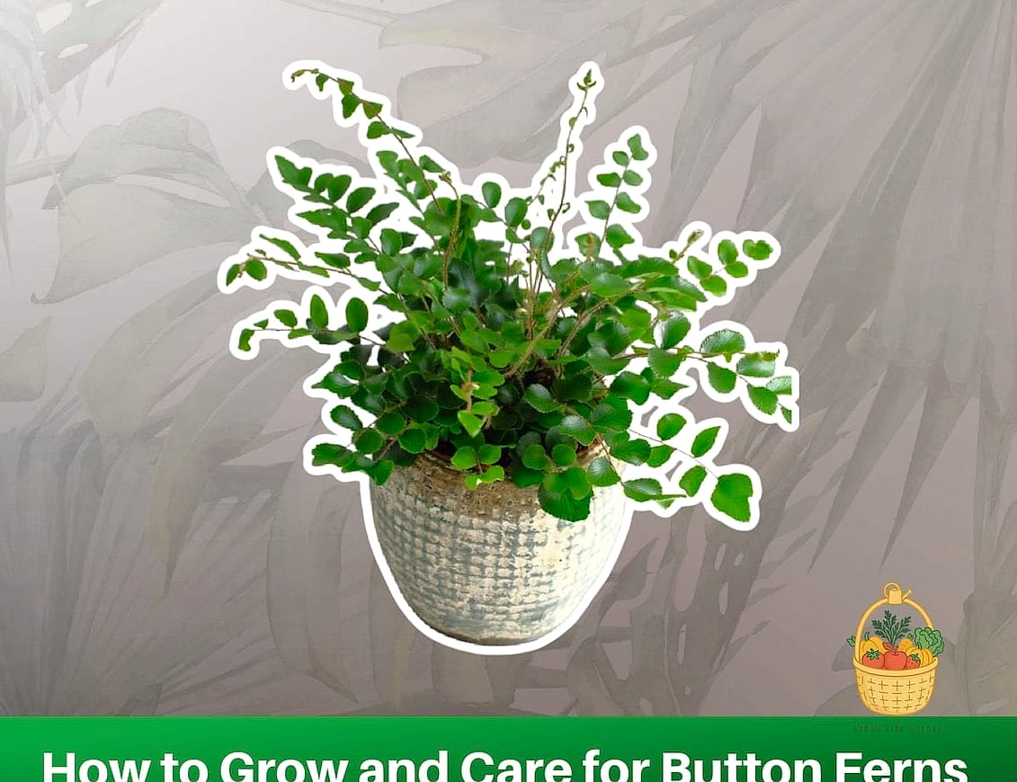 21 Not Kill Your Indoor Ferns Worth Pinning Right Now 9 Button Fern