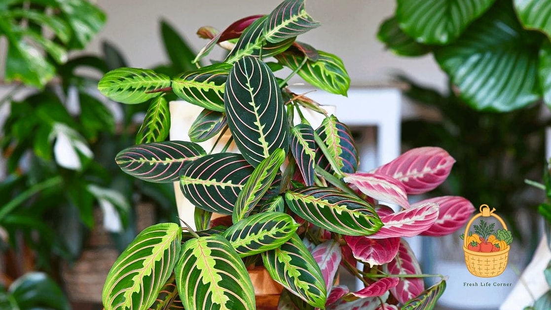 24 Eggshells Houseplants Every Gardener Needs to Know About 13 Calathea