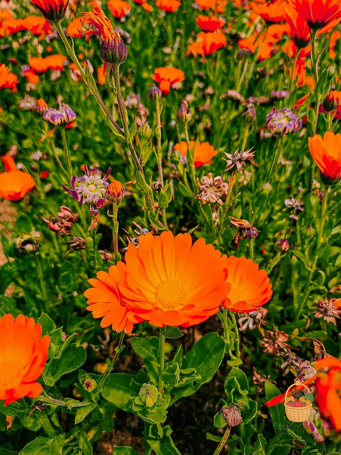 Calendula