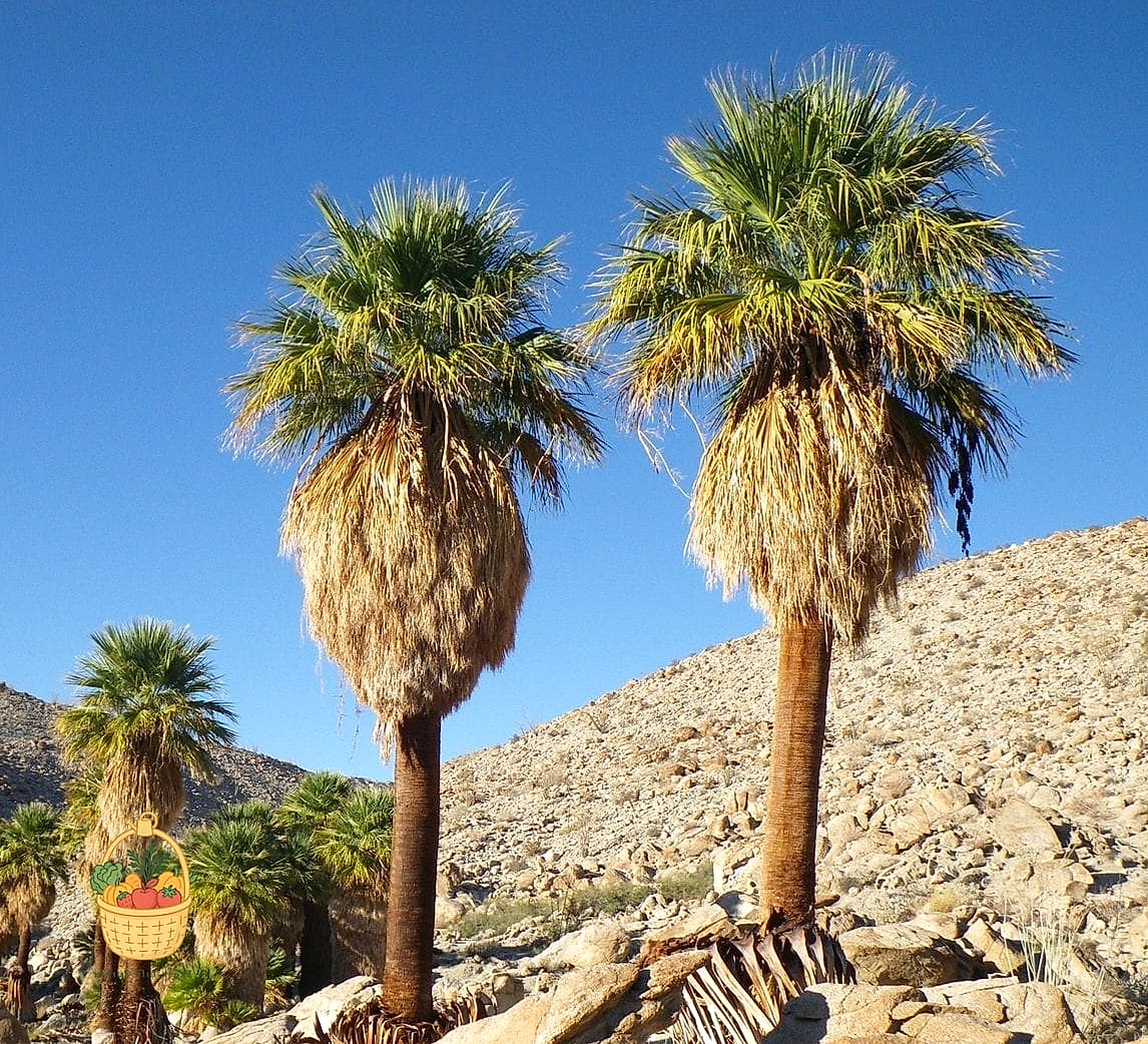 30 Low Maintenance Palm Trees That Are Going Viral on Pinterest 18 California Fan Palm