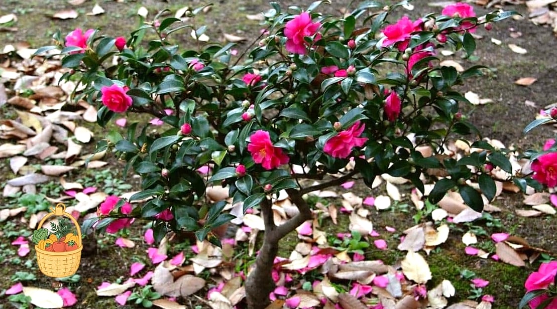Camellia (Fall-Blooming Varieties)