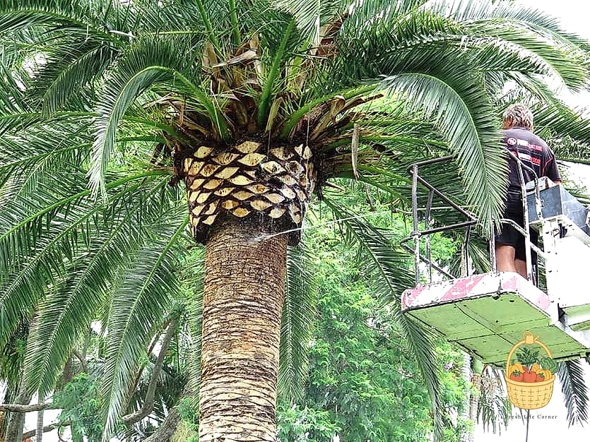 30 Low Maintenance Palm Trees That Are Going Viral on Pinterest 12 Canary Island Date Palm