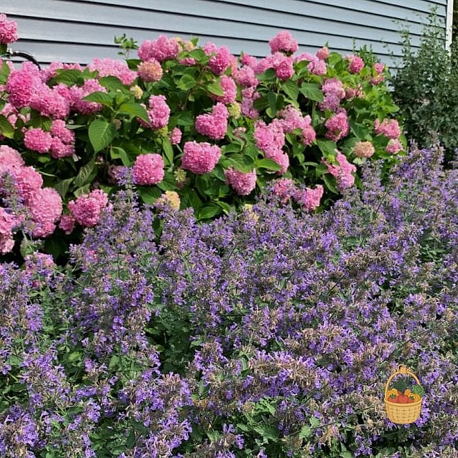 29 Plants Pair Hydrangeas That Actually Work 20 Catmint (Nepeta)