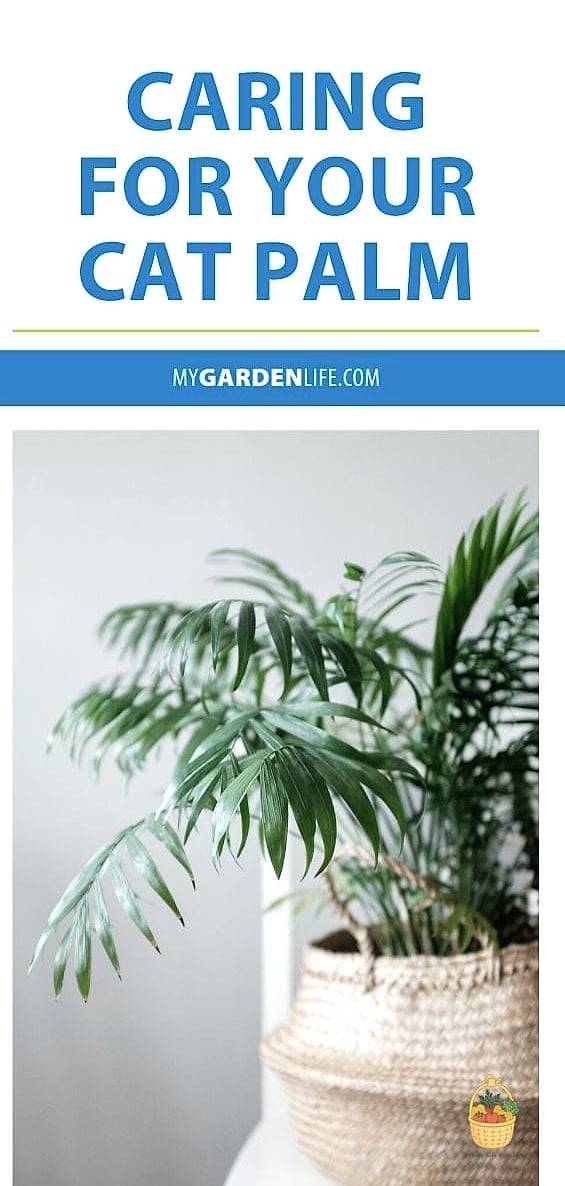 30 Low Maintenance Palm Trees That Are Going Viral on Pinterest 23 Cat Palm