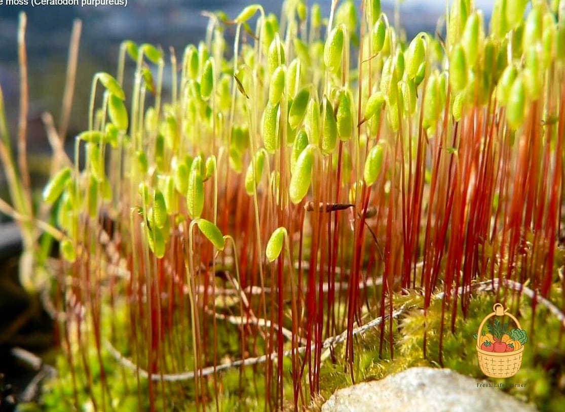 Ceratodon Moss