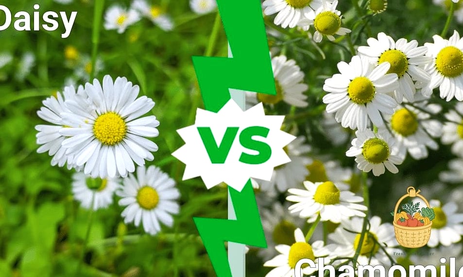 Chamomile and Full Sun Perennials