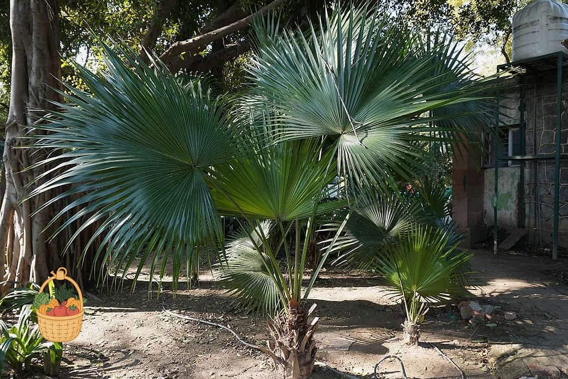 30 Low Maintenance Palm Trees That Are Going Viral on Pinterest 8 Chinese Fan Palm