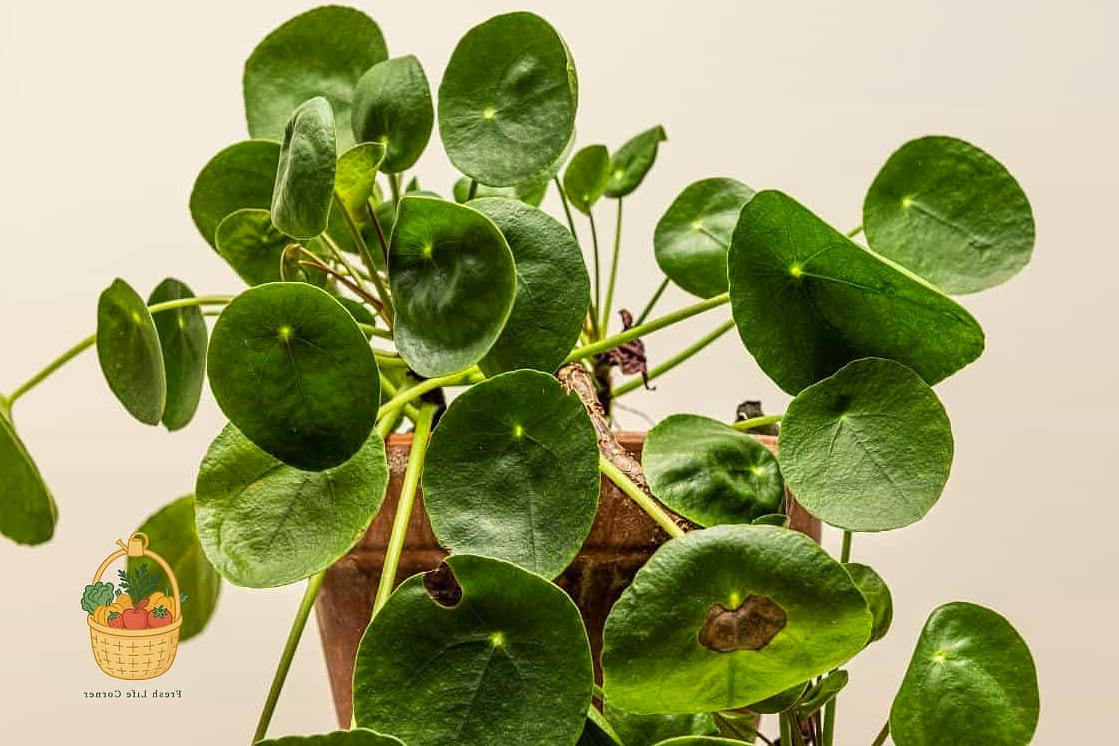 24 Eggshells Houseplants Every Gardener Needs to Know About 10 Chinese Money Plant