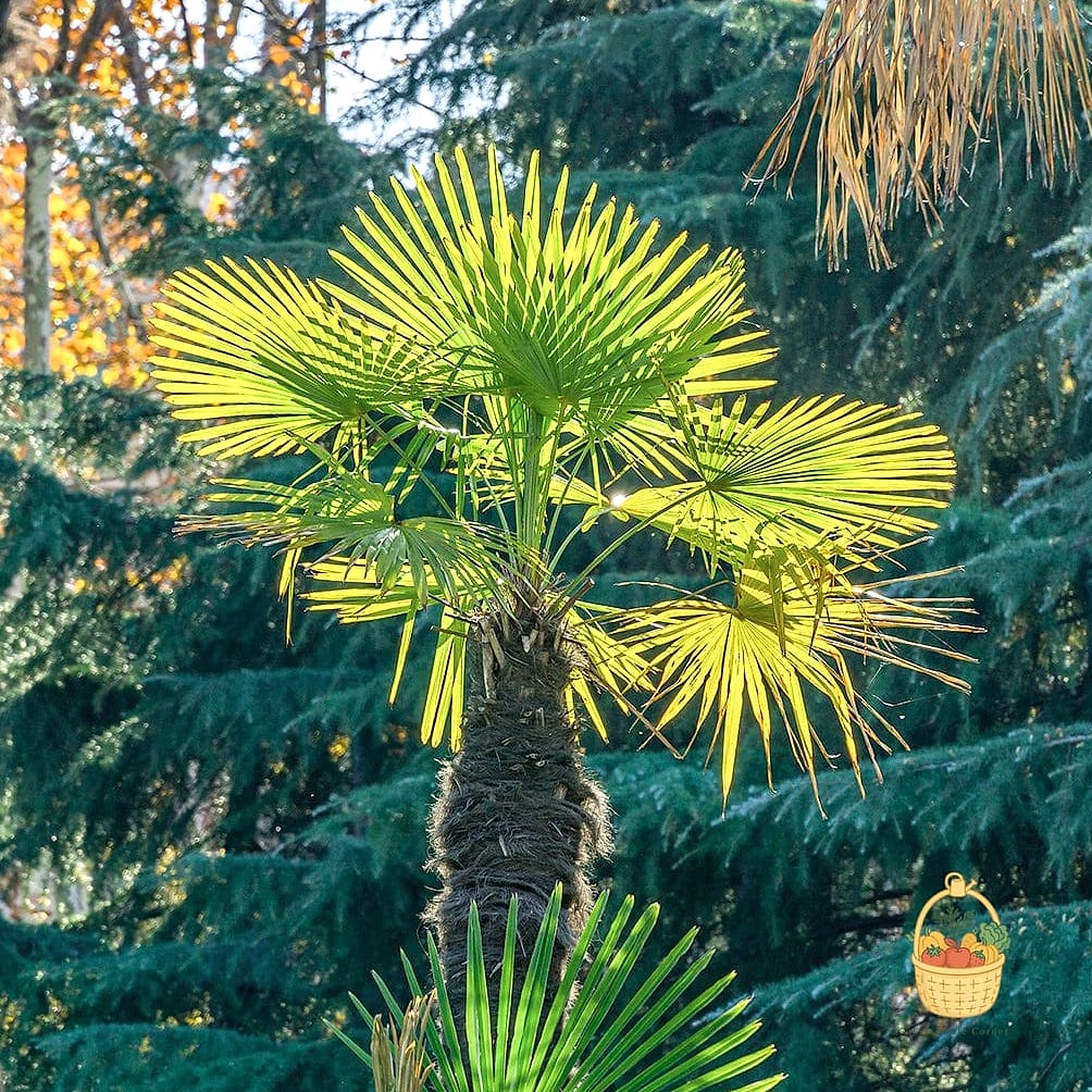 30 Low Maintenance Palm Trees That Are Going Viral on Pinterest 26 Chinese Windmill Palm