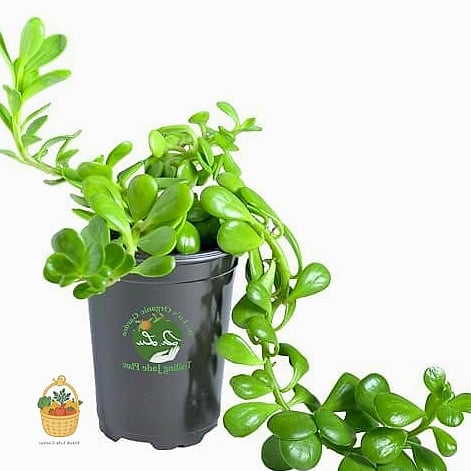 24 Feeding Jade Plant Wrong That Actually Work 16 Choosing a High-Nitrogen Fertilizer