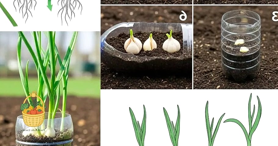 Propagate Garlic — Tips and Tricks That Actually Work 3 Choosing the Right Cloves to Plant