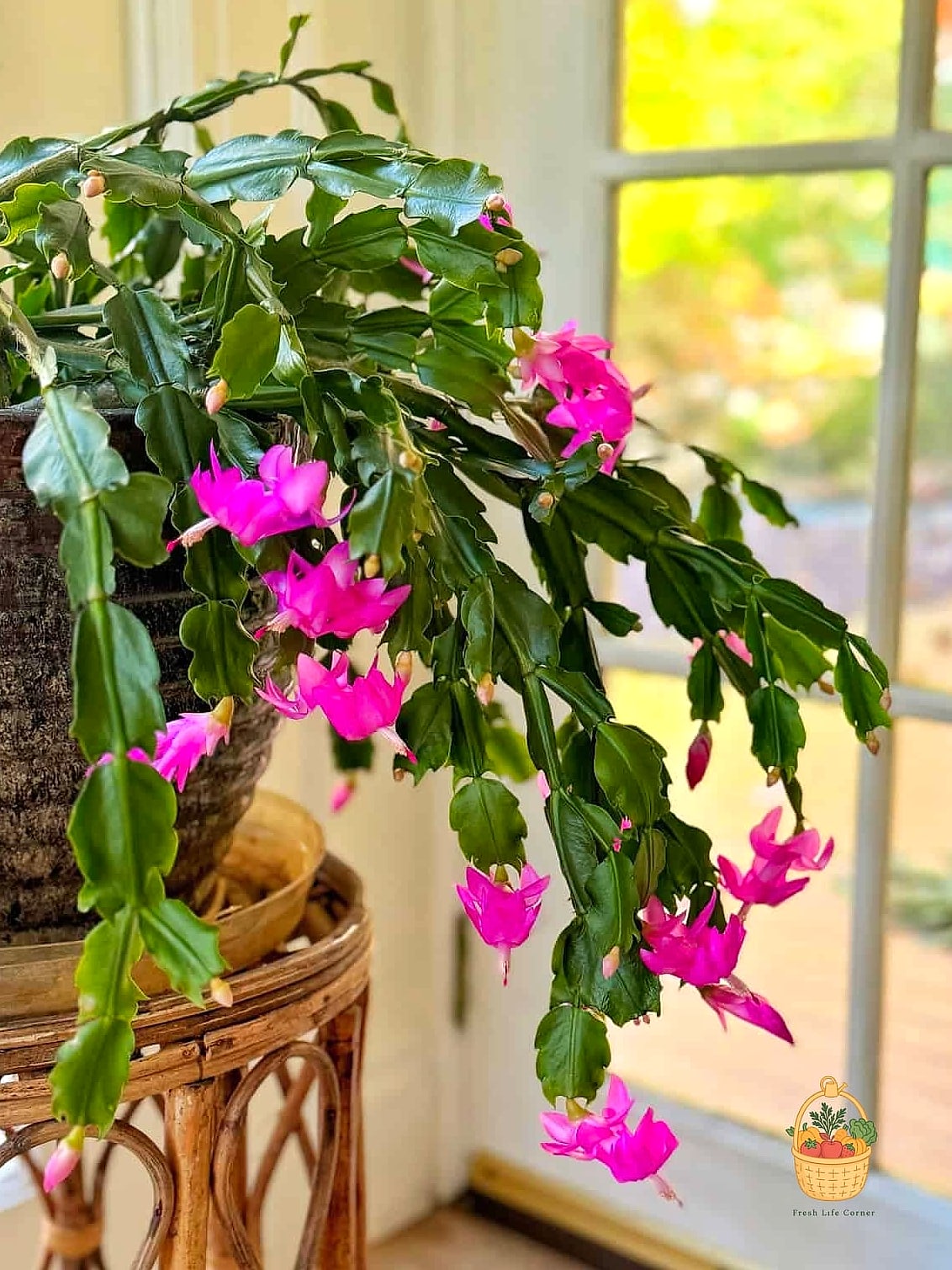 24 Eggshells Houseplants Every Gardener Needs to Know About 17 Christmas Cactus
