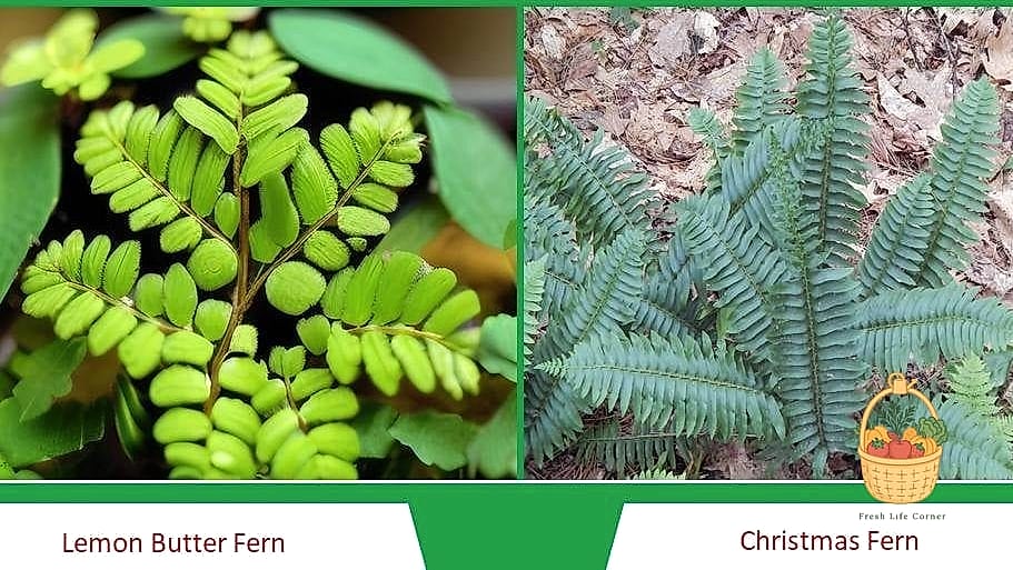 24 Types Of Ferns That Will Transform Your Garden 7 Christmas Fern