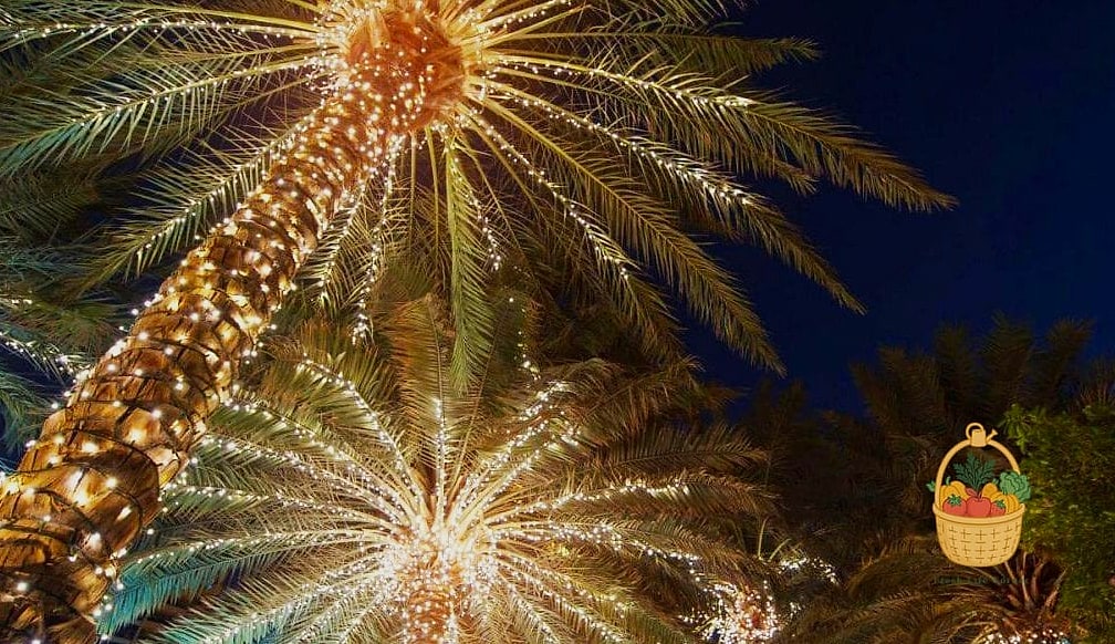 30 Low Maintenance Palm Trees That Are Going Viral on Pinterest 20 Christmas Palm