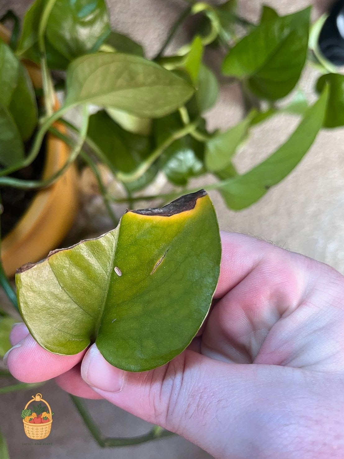 23 Leggy Pothos Causes What To Do That Will Transform Your Garden 10 Chronic Underwatering