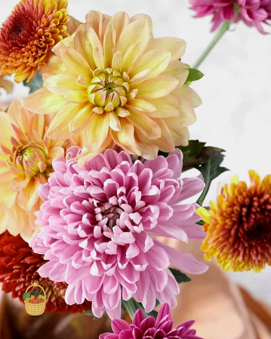 Chrysanthemums