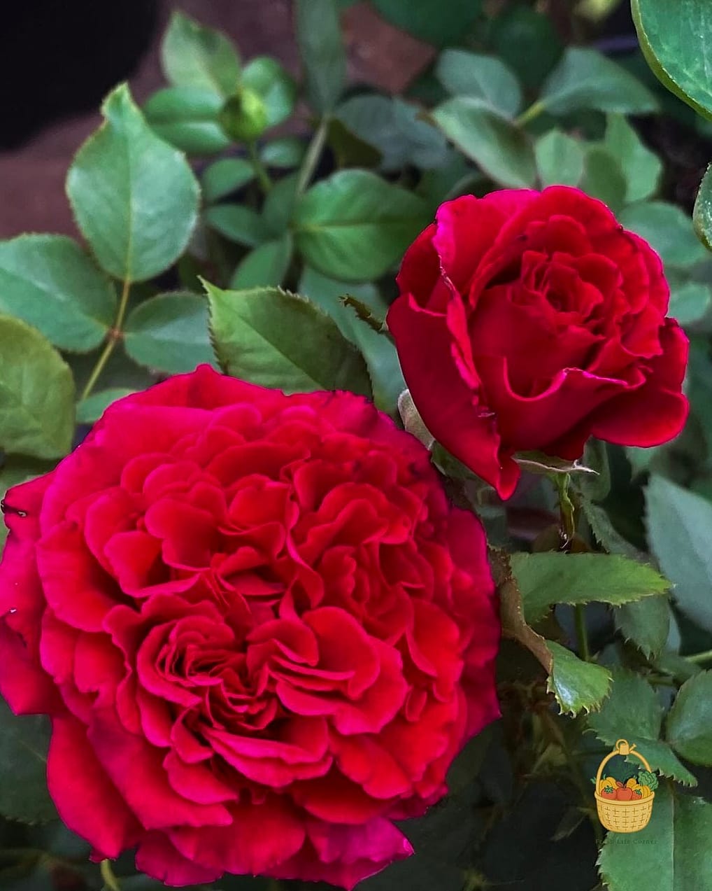 20 Fragrant Roses That Will Transform Your Garden 7 Chrysler Imperial