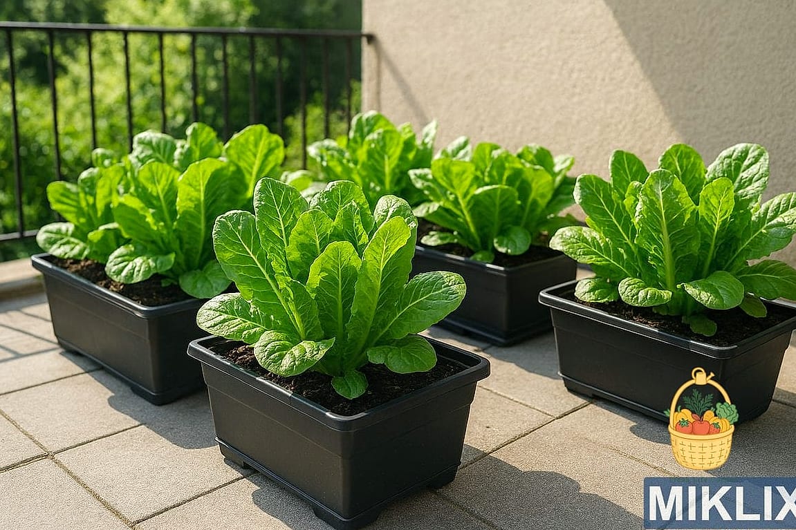 Cimarron Romaine