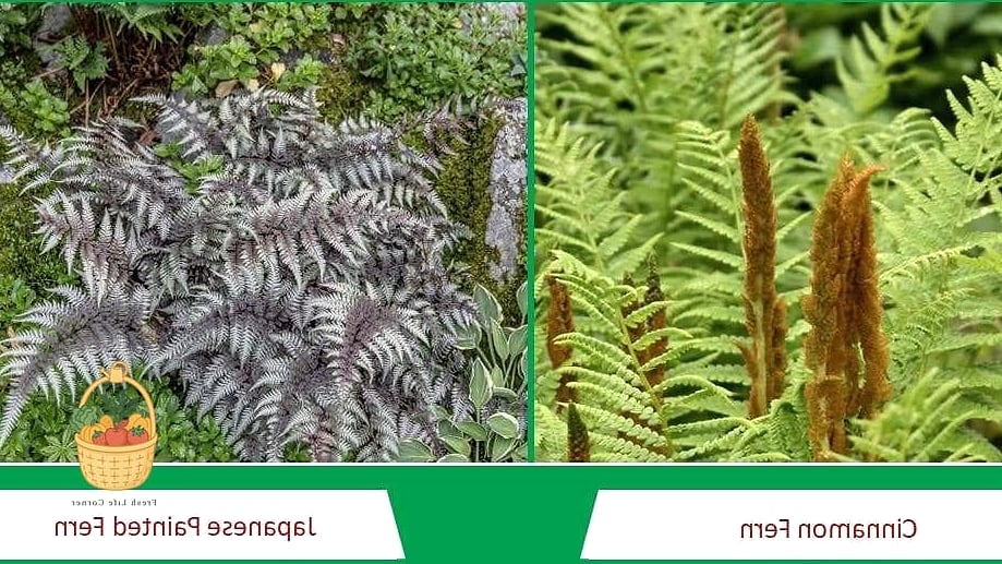 24 Types Of Ferns That Will Transform Your Garden 9 Cinnamon Fern