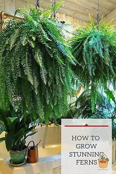 21 Not Kill Your Indoor Ferns Worth Pinning Right Now 15 Cinnamon Fern