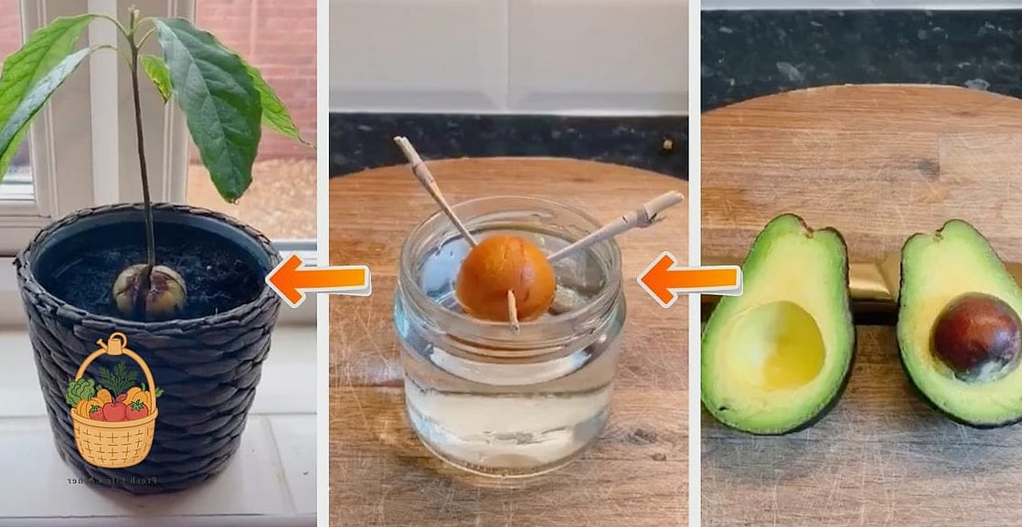 21 Avocado Tree Indoors That Are Going Viral on Pinterest 2 The Classic Toothpick and Water Glass Method
