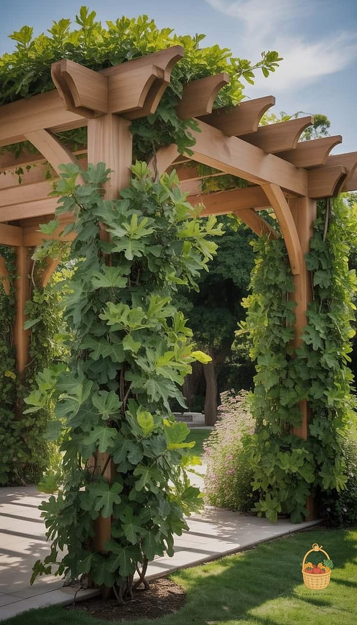 20 Climbing Plants For Pergola And Arbor That Will Transform Your Garden 18 Climbing Fig
