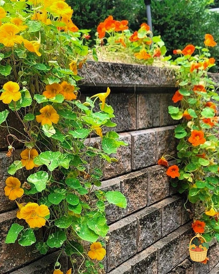 20 Climbing Plants For Pergola And Arbor That Will Transform Your Garden 16 Climbing Nasturtium