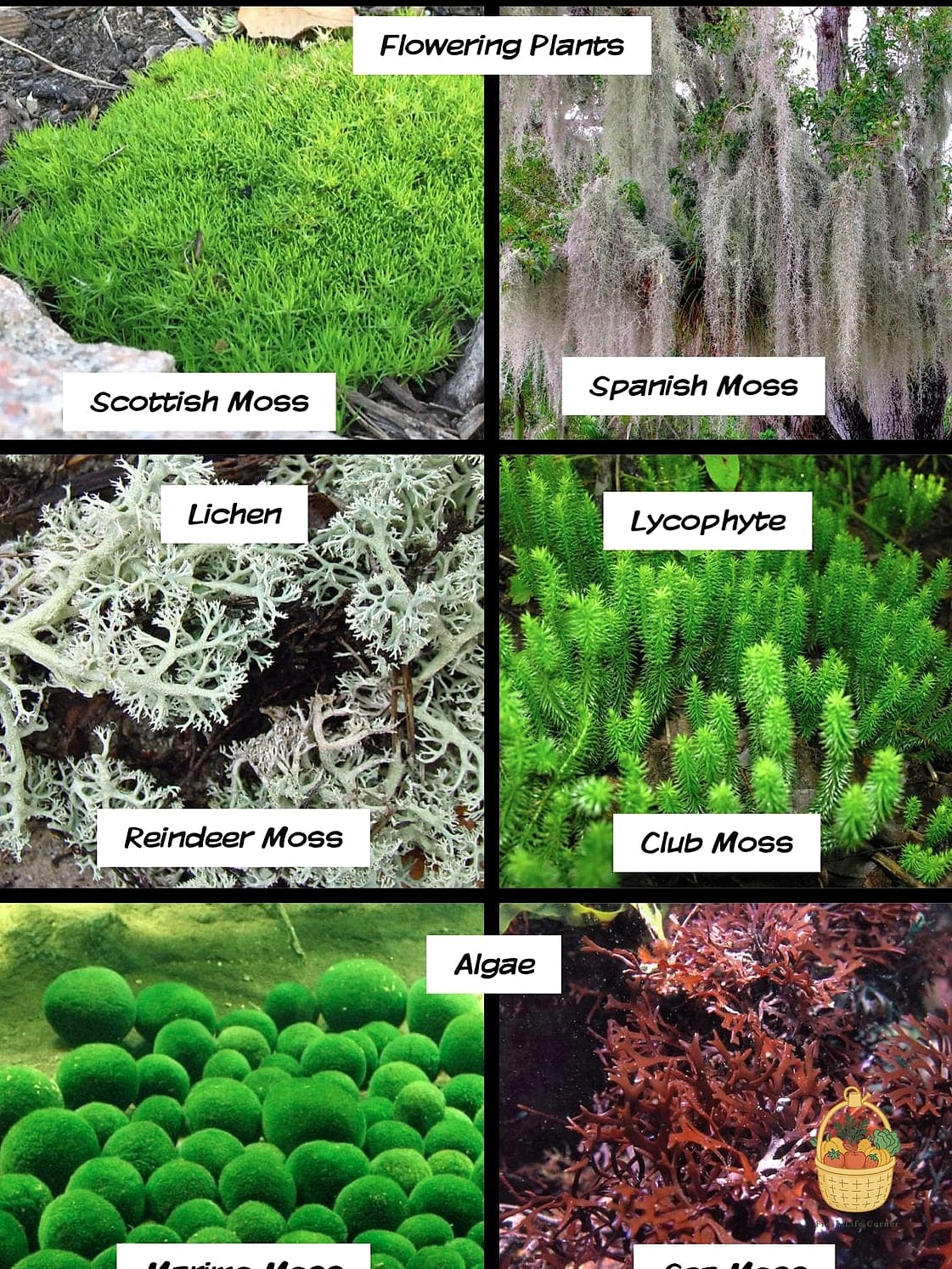Common Green Sheet Moss