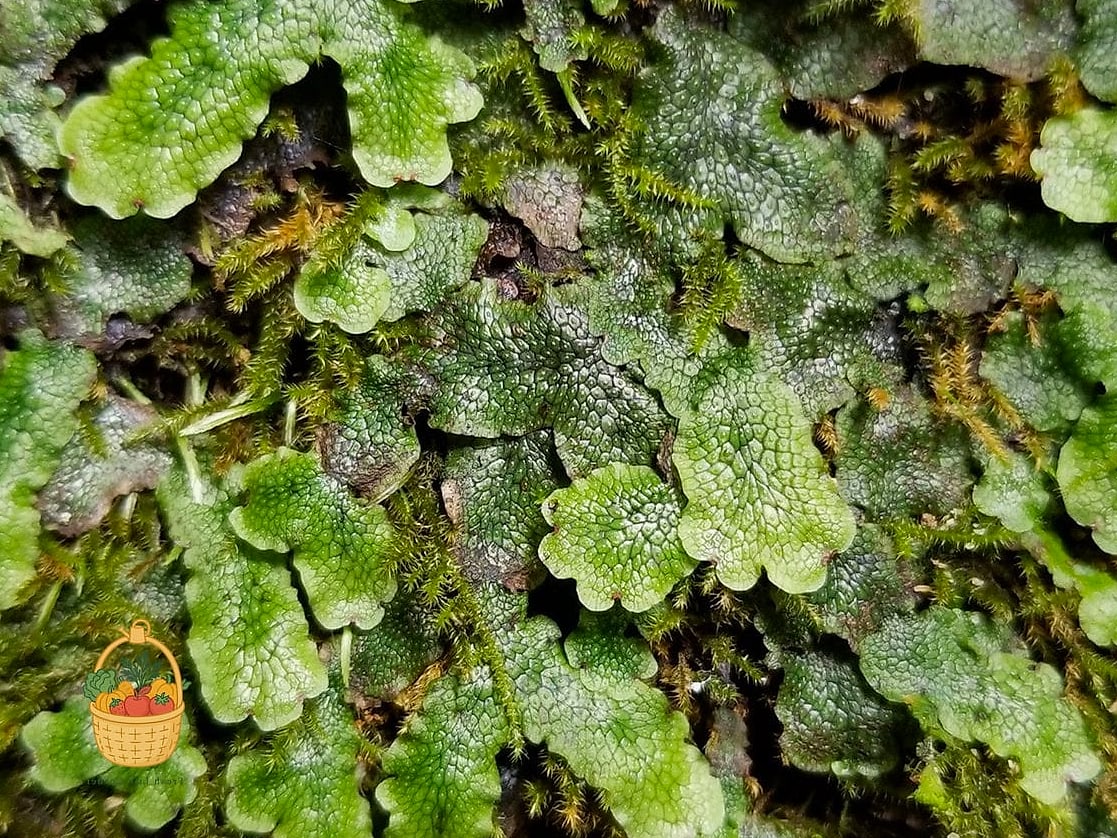 Common Liverwort-Associated Moss
