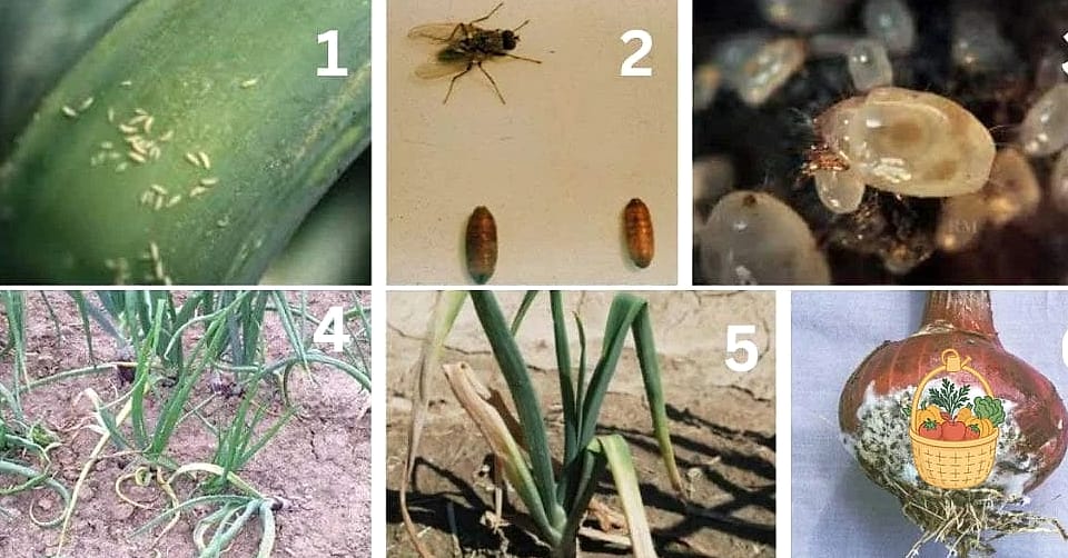 How To Grow Onions In Containers — Everything You Need to Know 10 Common Pests and Problems