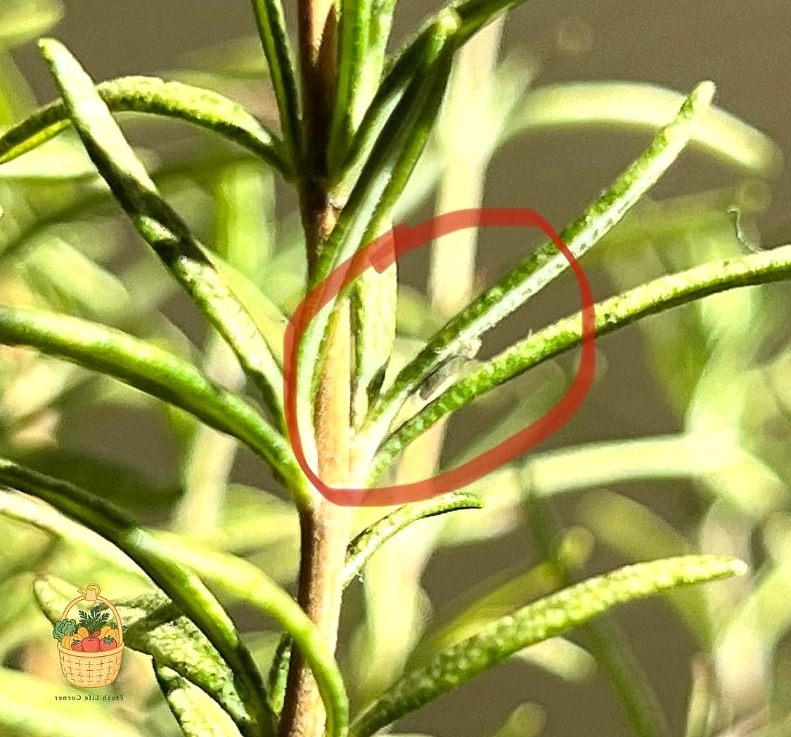 Common Pests and Problems