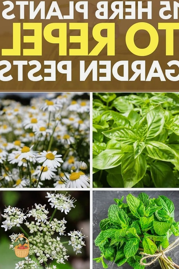 Herbs Grow In Containers — The Complete Beginner's Guide 10 Common Pests and Problems