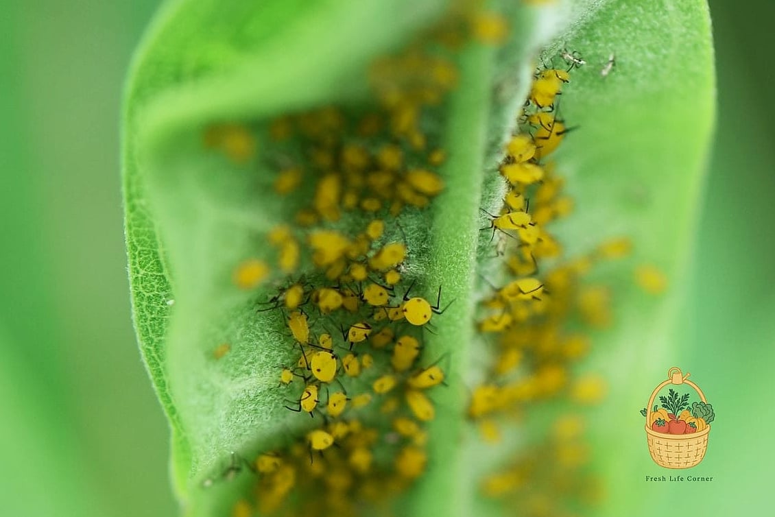 Flowers Grow In Florida Year Round — Everything You Need to Know 14 Common Pests and Problems to Watch For