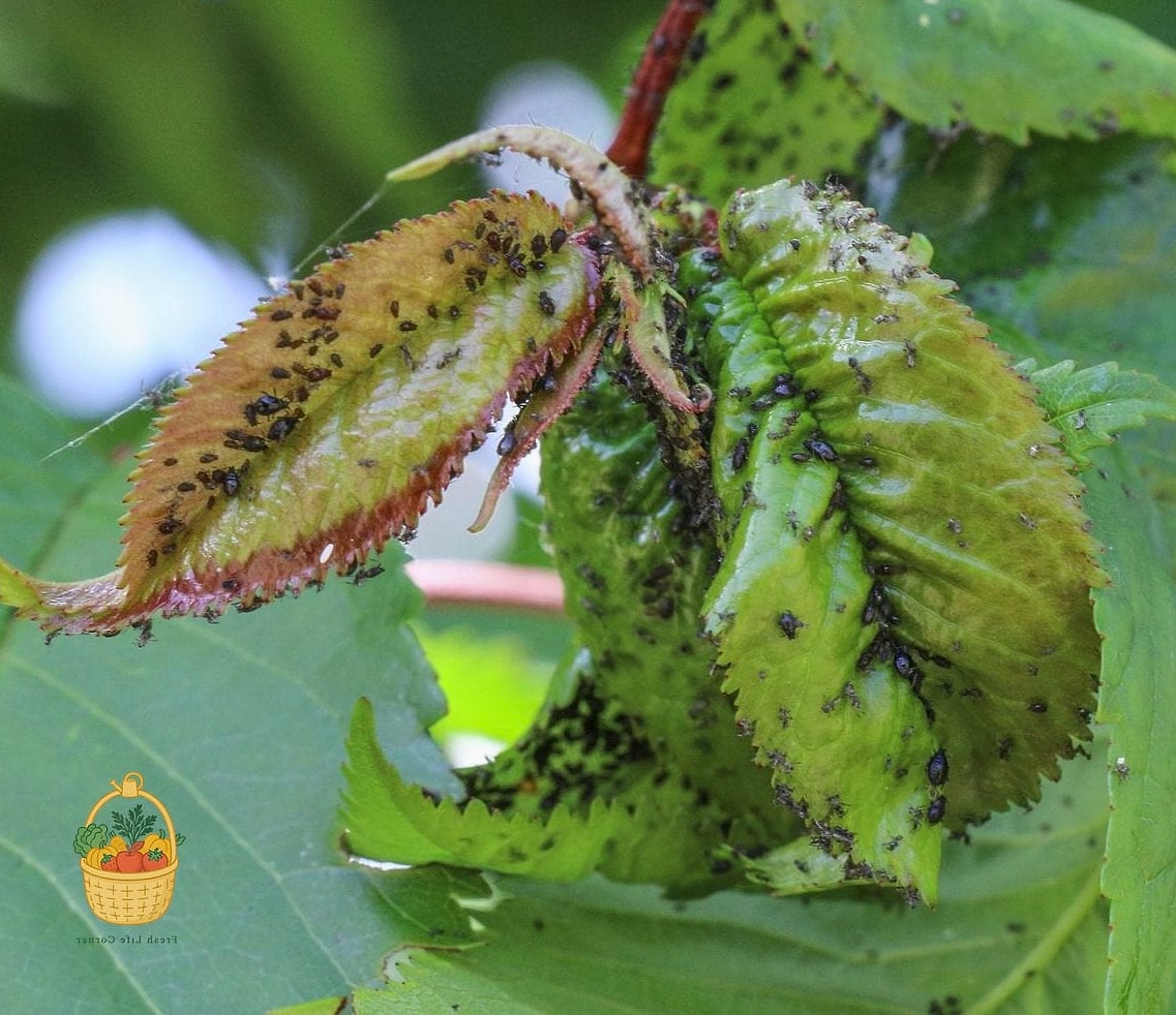 Common Pests and How to Deal With Them