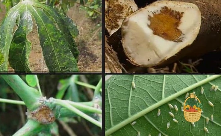 How To Grow Cassava — Your Step-by-Step Guide to Success 7 Common Problems and Solutions