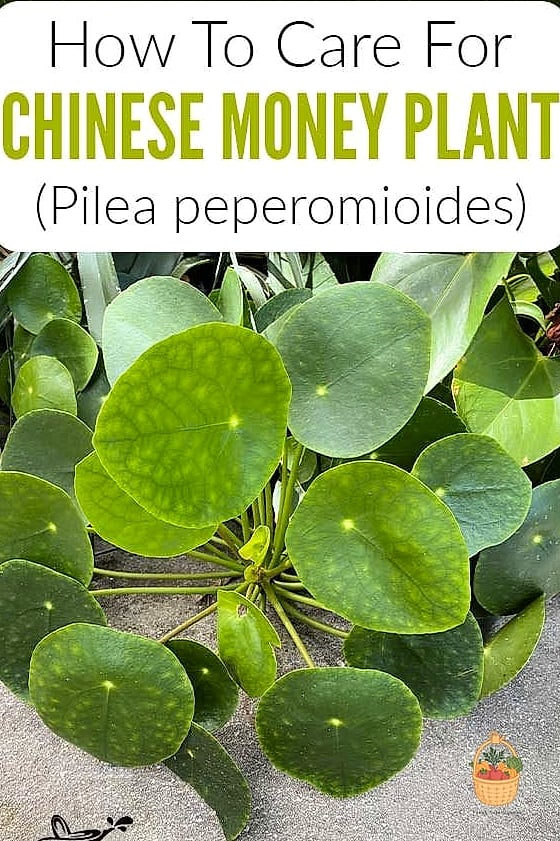 Common Problems and Solutions