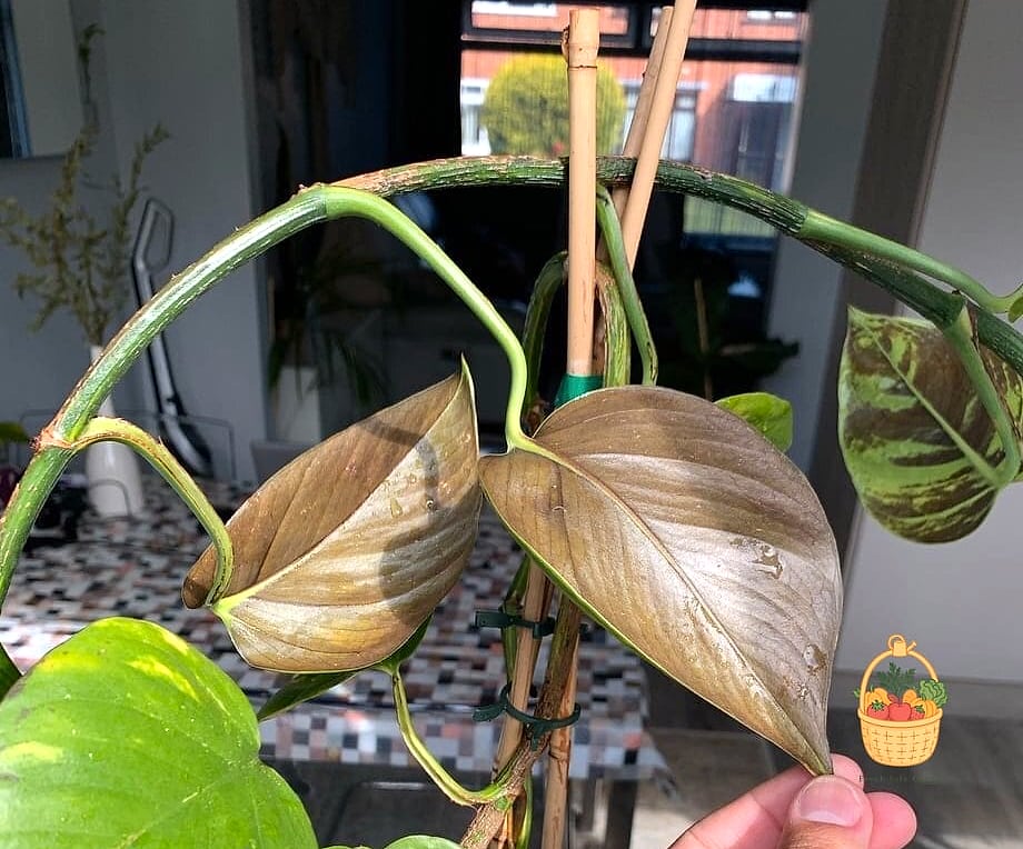 23 Leggy Pothos Causes What To Do That Will Transform Your Garden 7 Compacted or Depleted Soil